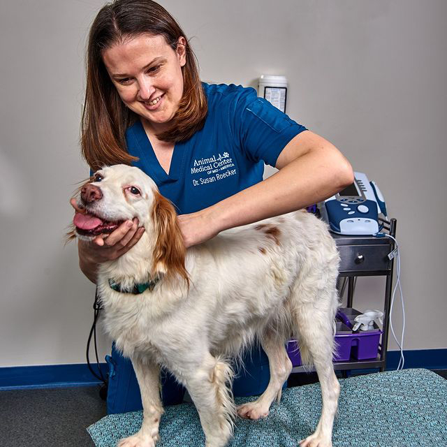 vet tech with dog