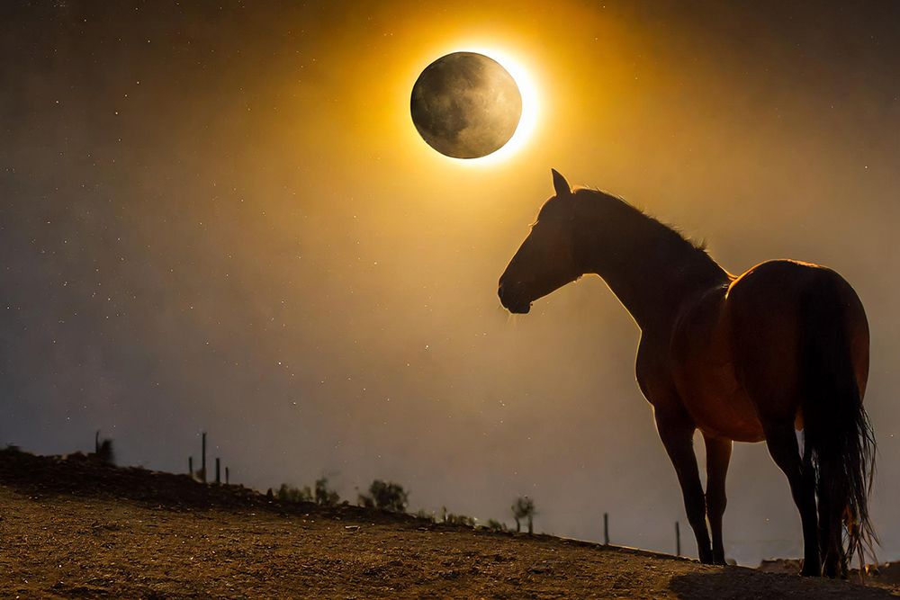horse and solar eclipse