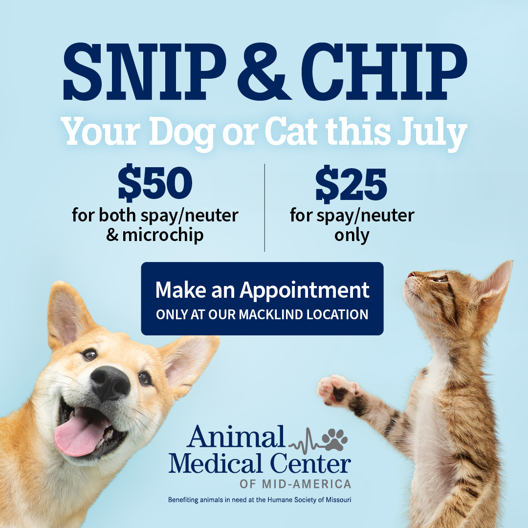 SNIP & Chip your dog this July $50 Macklind location only